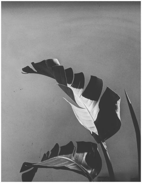 Artistic black and white photo of banana leaves cr