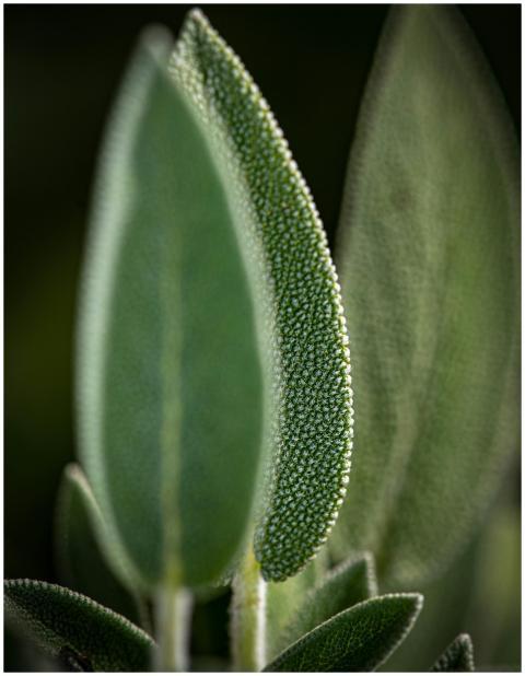 Detailed macro shot of sage leaves highlighting th