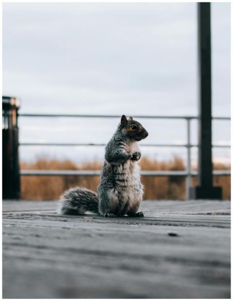 A gray squirrel standing on a wooden deck with a b