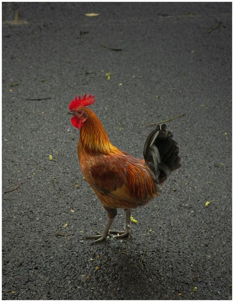 Vibrant rooster walking on a road in Hawaii, showc