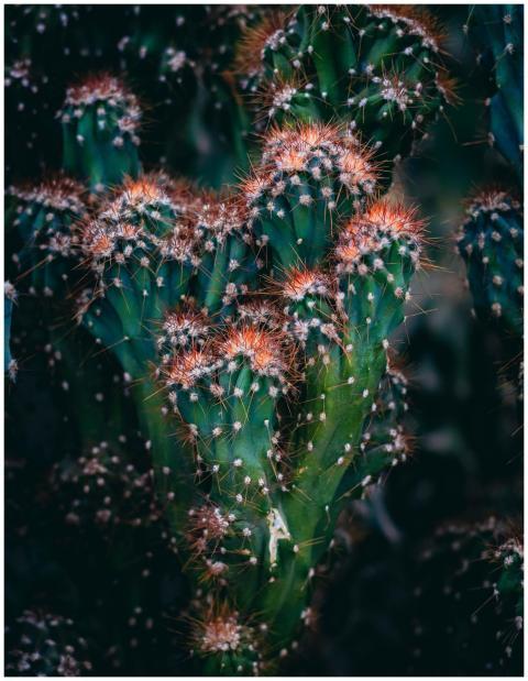 Detailed shot of a vibrant exotic cactus plant wit