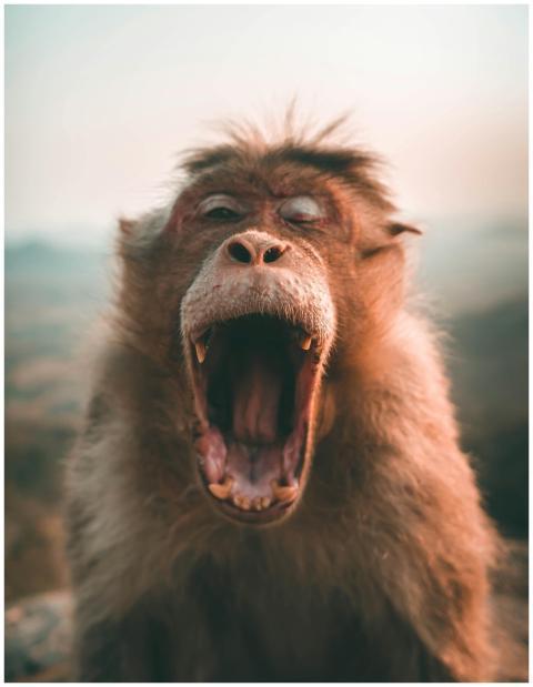 Close-up of a yawning monkey displaying teeth in i