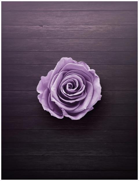 A beautiful light purple rose centered on a dark w