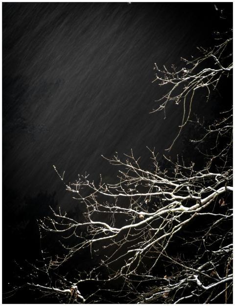 Eerie night scene with snow-covered branches silho