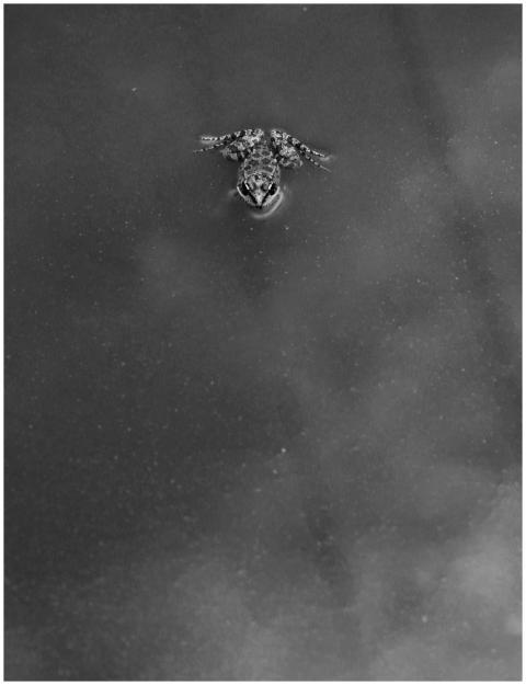 Monochrome close-up of a frog swimming calmly on w