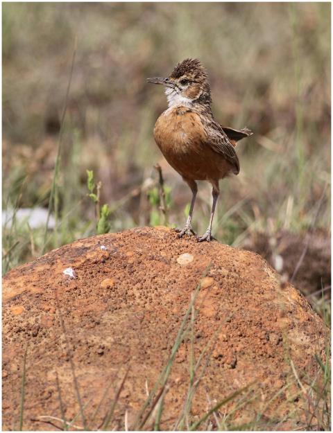 Spike-heeled lark (Chersomanes albofasciata) stand