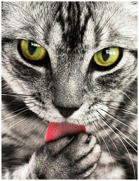 A detailed close-up shot of a grey and white cat l