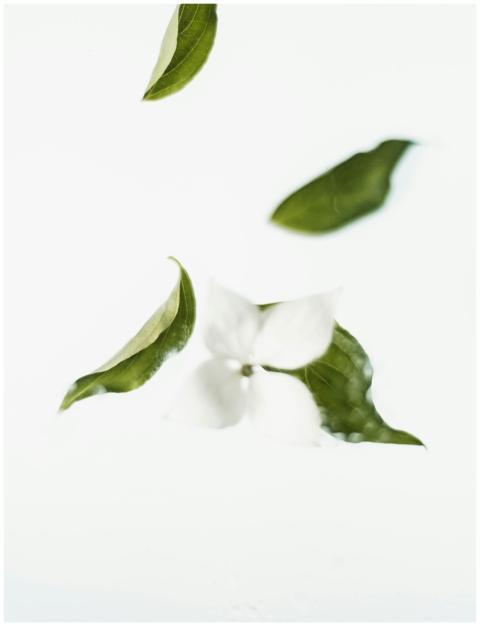 Minimalist shot of white flower and green leaves f