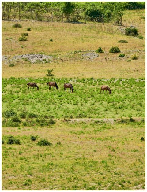 Four horses peacefully grazing in a pasture in rur