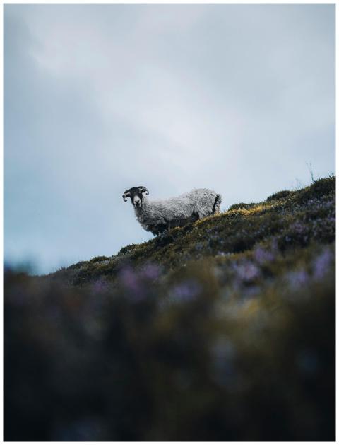 A solitary sheep stands on an Irish hillside with