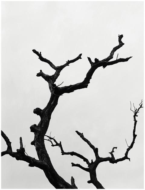 Silhouetted Bare Tree Branches