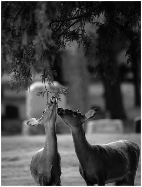 Captivating black and white photo of deer eating l