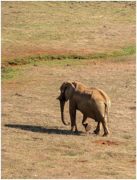A solitary African elephant strolling across a sun