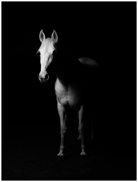 Elegant white horse portrait in striking black and