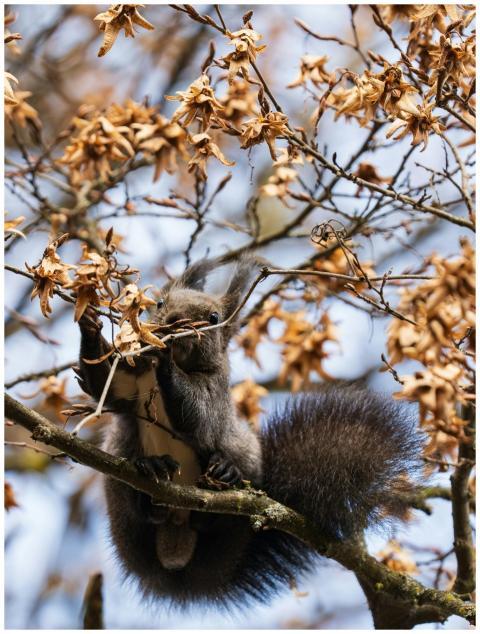 Squirrel Autumn Branches Brown