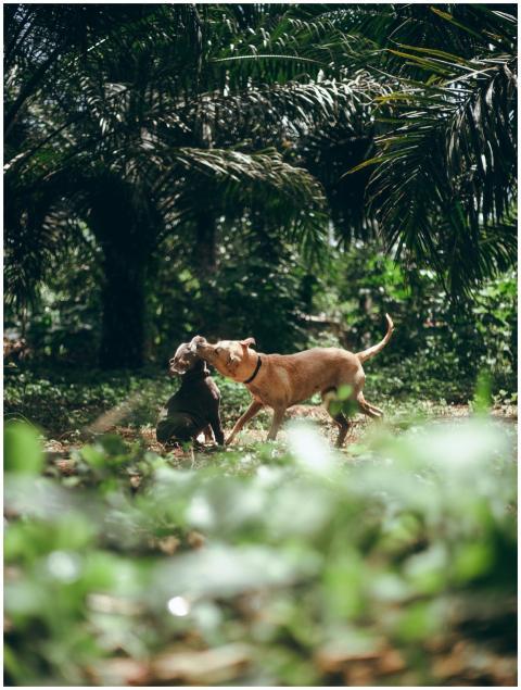 Two playful dogs enjoying a lush green outdoor env