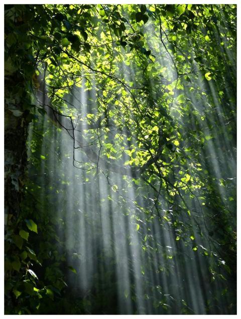 Sunbeams radiate through lush green forest leaves