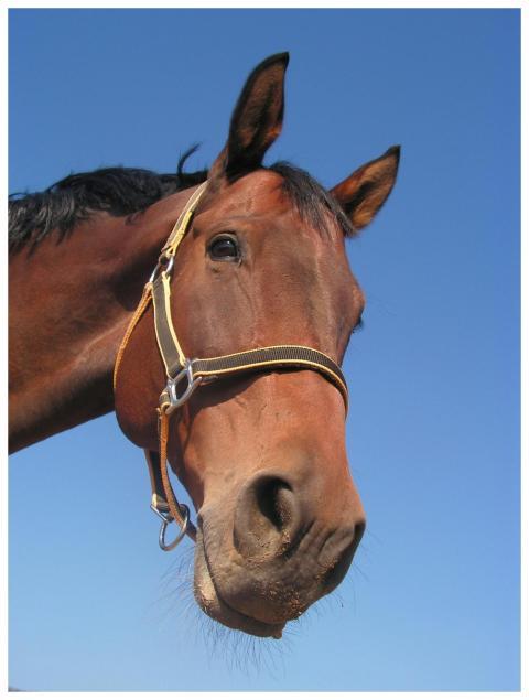 Close-up shot of a brown horse with a halter, set