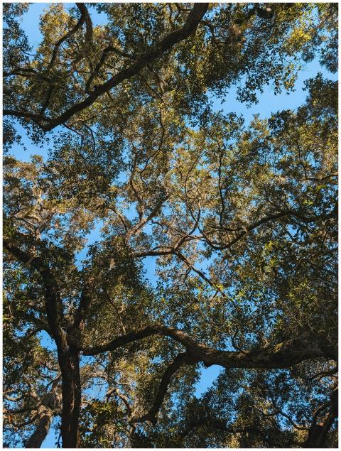 Majestic Oak Tree Canopy