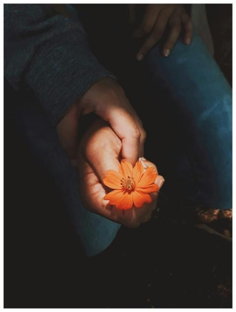 Close-up of hands gently holding a vibrant orange