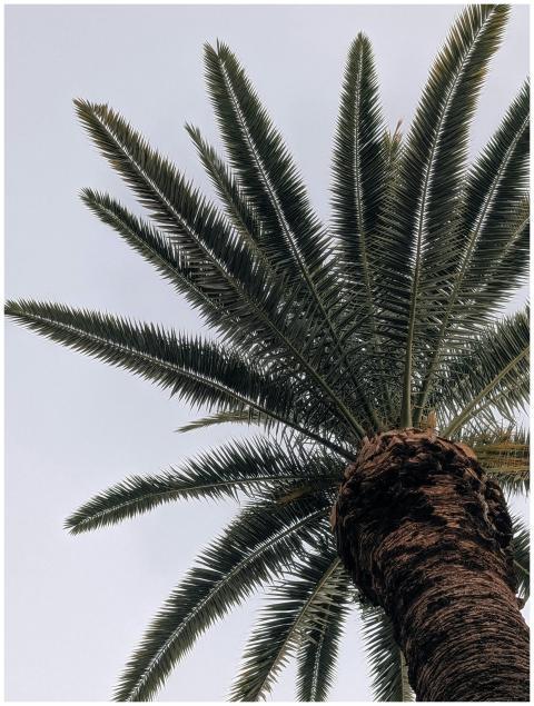 Tropical Palm Tree Clear