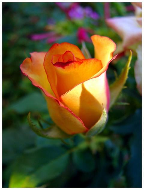 Captivating yellow rose with orange edges illumina