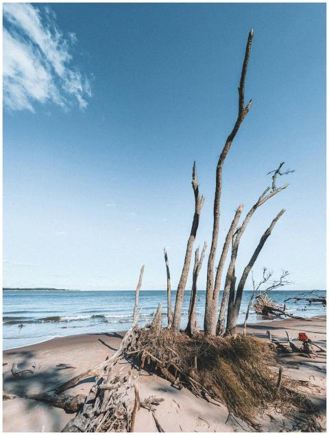 Dramatic Driftwood Jacksonville Beach