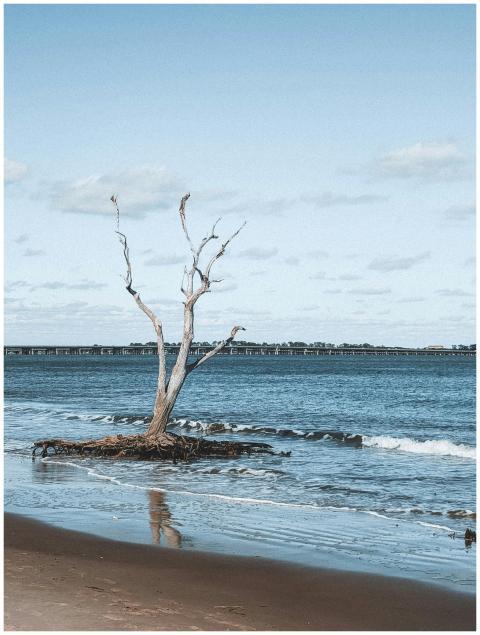 Lonely Tree Jacksonville Beach
