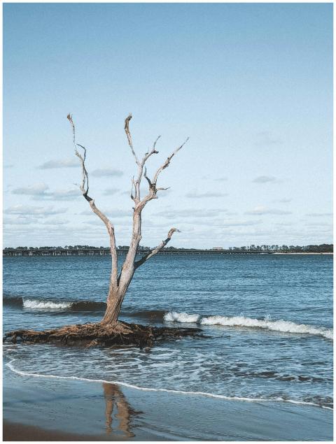 Lonely Driftwood Tree Jacksonville