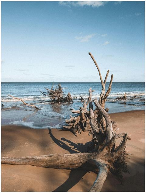 Scenic Driftwood Jacksonville Beachfront
