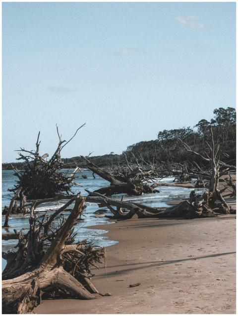 Dramatic Driftwood Beach Scene