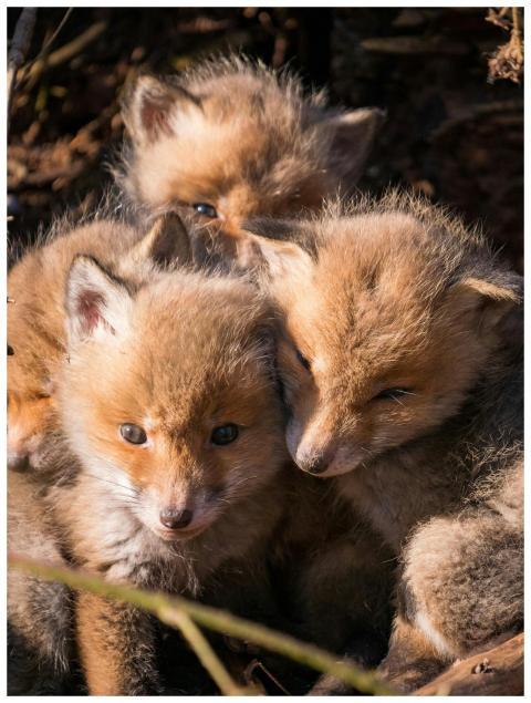 Three cute red fox kits snuggled together in a sun
