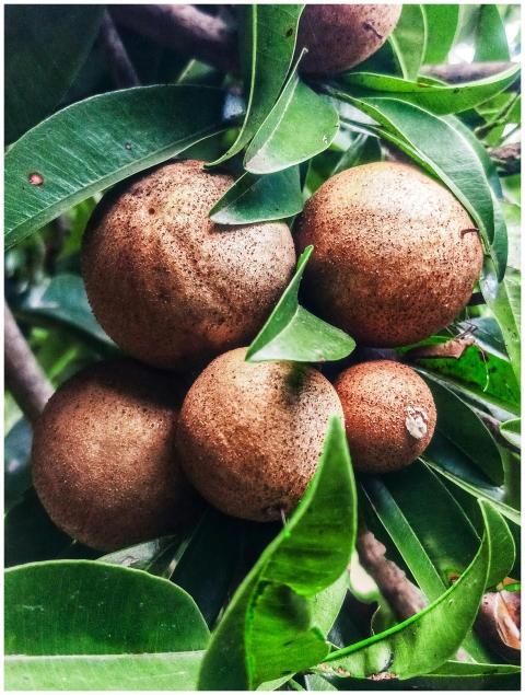 bunch of chicku fruits