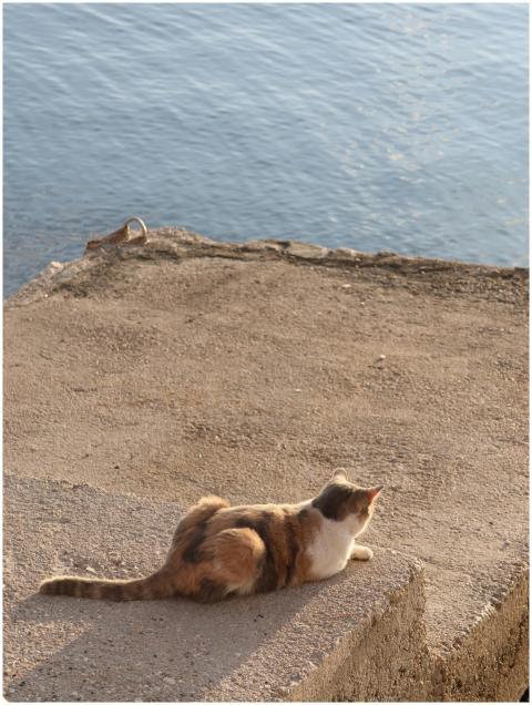 A calico cat peacefully rests on a stone ledge ove