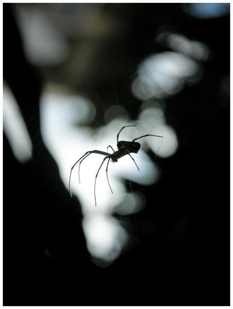 Eerie silhouette of a spider on its web, adding a