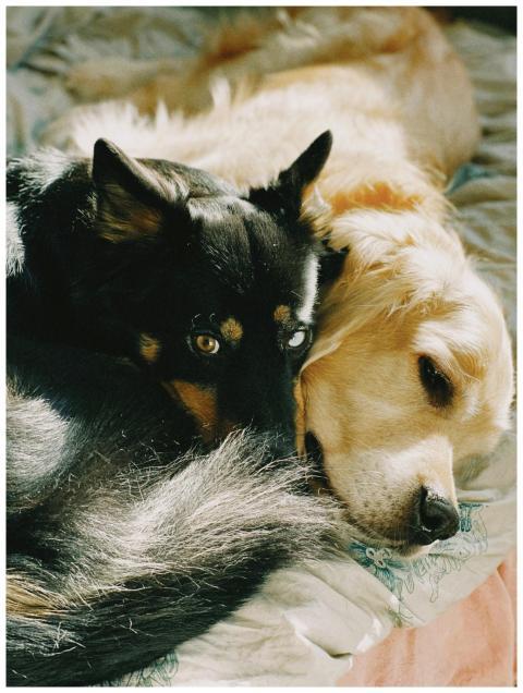 Close-up of two dogs lying together, showcasing fr