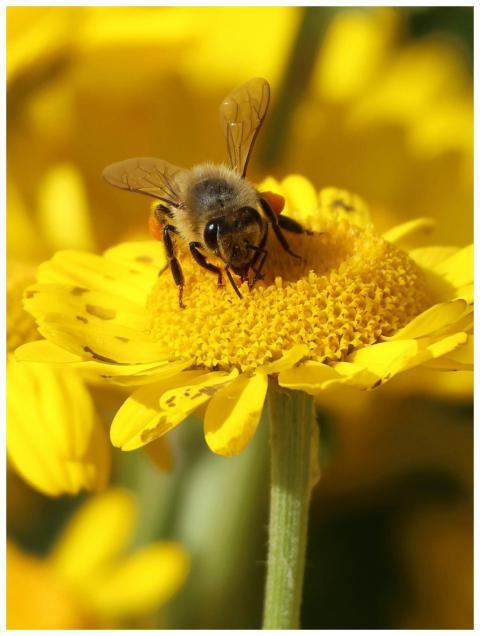 Macro shot of a bee pollinating a vibrant yellow f