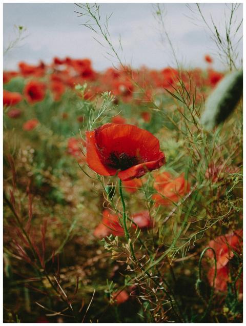 A stunning field of blooming red poppies in Ukrain