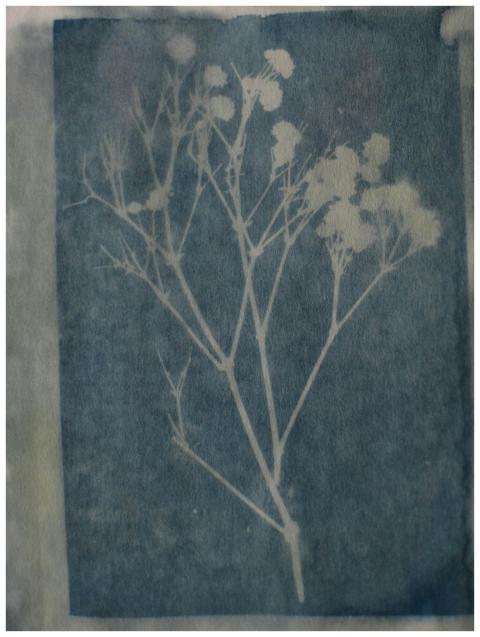 A delicate botanical cyanotype print on textured b