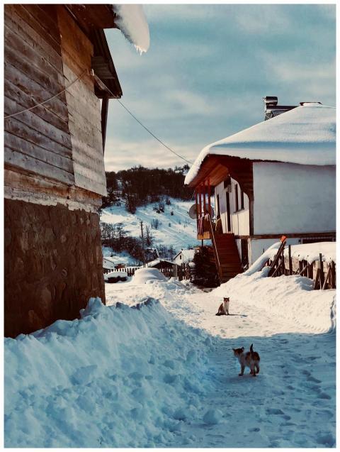 Cozy village scene in Mesudiye, Turkey, with cats