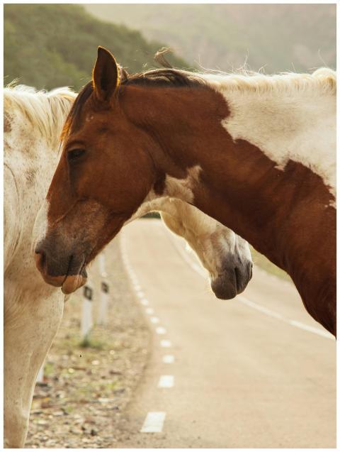 A brown and white horse stands calmly on a rural r