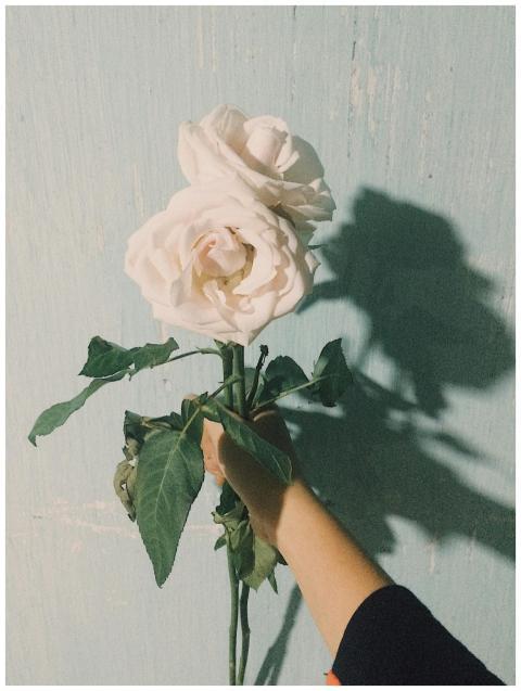 A hand holding two white roses casts a shadow on a
