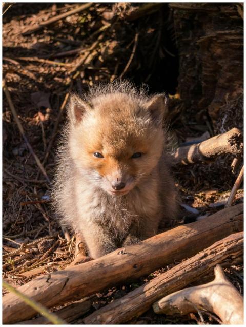 Close-up shot of a cute fox kit exploring in the w