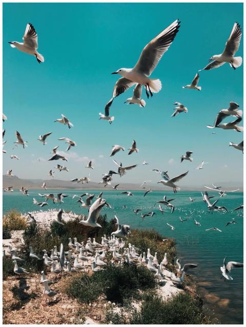 A vibrant flock of seagulls flying over a serene c