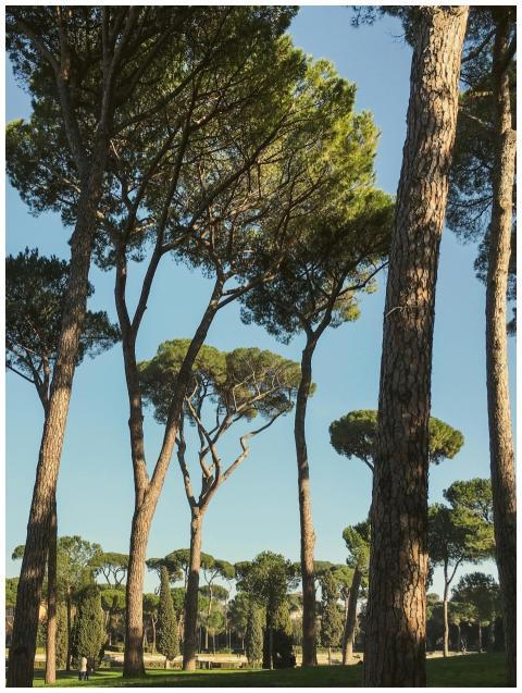Beautiful tall pine trees in a sunny park in Rome,