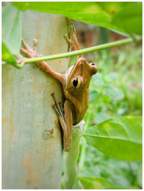 Brown Tree Frog Climbing