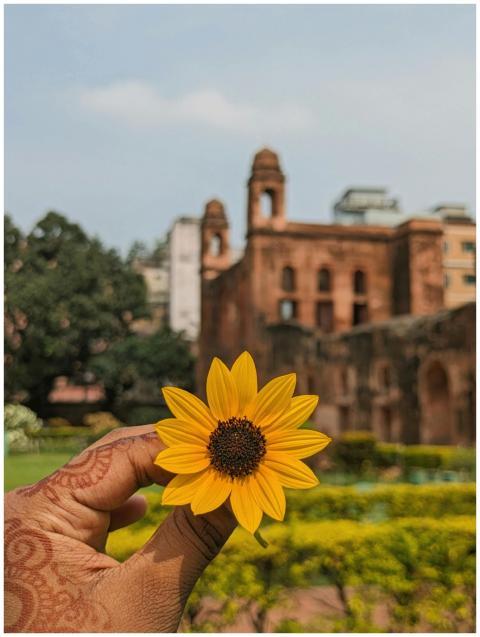 Sunflower Historic Architecture Backdrop