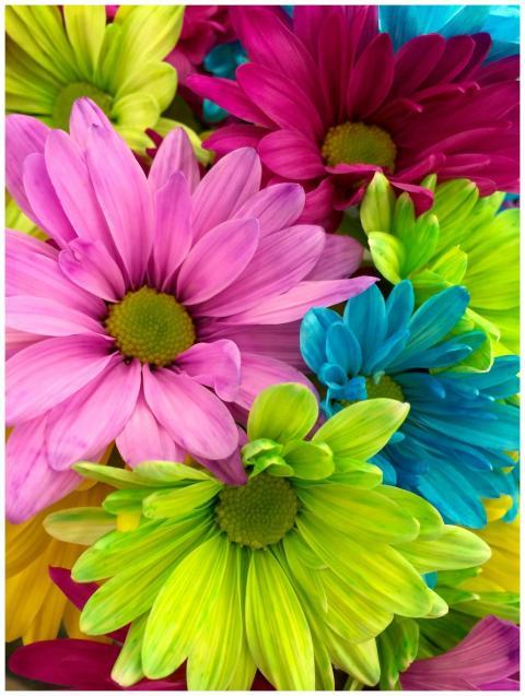 Close-up of vibrant dyed daisies with a colorful b