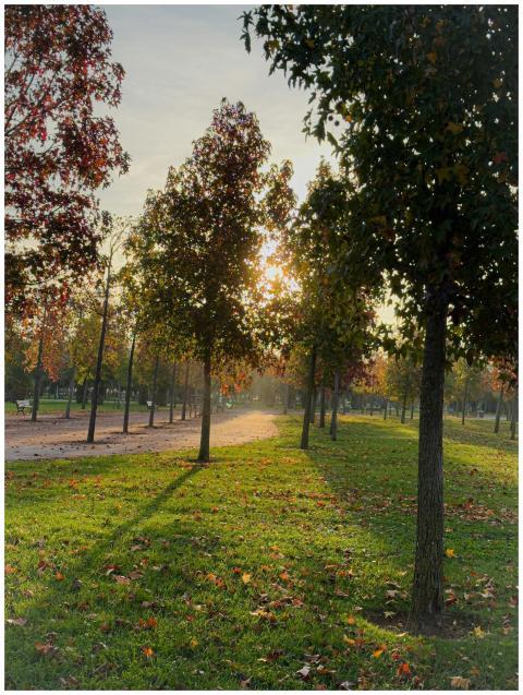 Serene autumn park path with sunlight streaming th