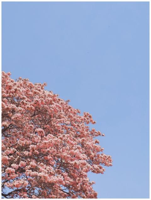 A vibrant pink blossom tree under a clear blue sky